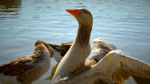 Slow motion of geese flapping wings in lake Stock Footage 90354519