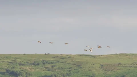 Slow Motion Geese Flying Across Rural Landscape at Early Dawn Video stock 336903280