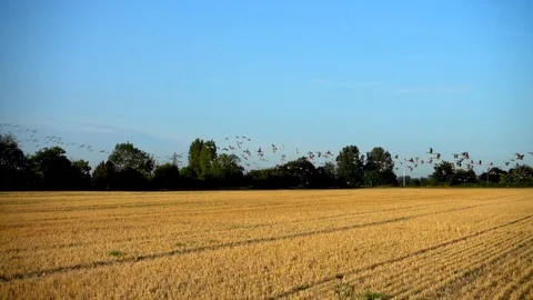 Slow motion: Geese flying low over a flat landscape. Video stock 79262966