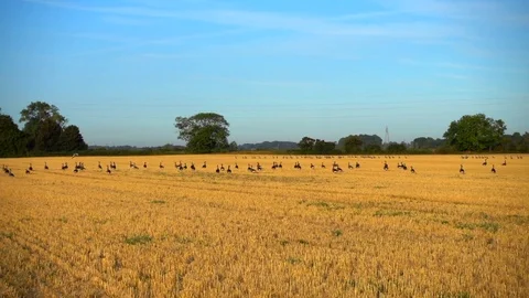 Slow motion: Geese standing on a flat landscape. Stock Footage 79262964