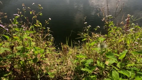 Slow motion of gentle wind blowing grass on the edge of the lake Stock Footage 319880393