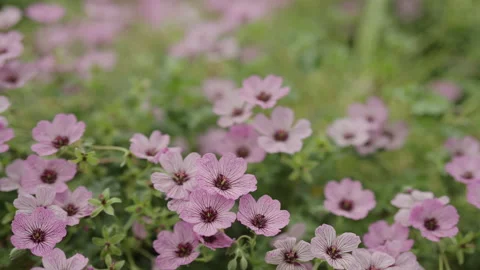 Slow motion geranium cinerium flowers closeup Stock Footage 168523967