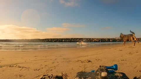 Slow Motion German Shepherd Playing on Beach at Sunset Stock Footage 327510109