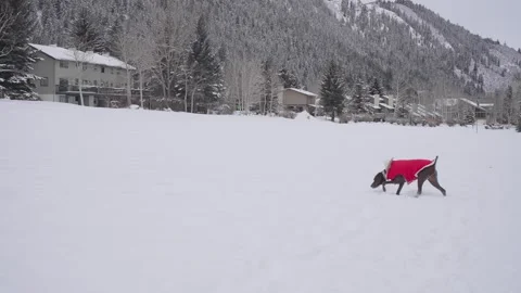 Slow Motion of German Shorthaired Pointer Dog in Winter Jacket at Snowy Stock Footage 263826198