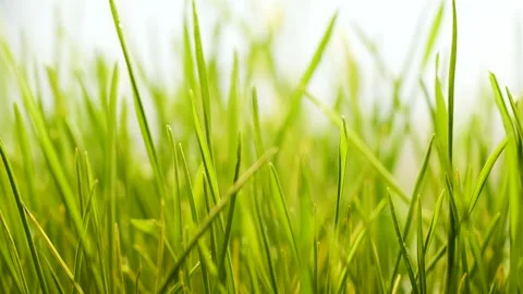 Slow motion of germinated sprouts of wheat, closeup green grass background Stock Footage 149232509