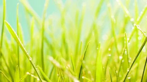 Slow motion of germinated sprouts of wheat, closeup green grass background Stock Footage 149642709