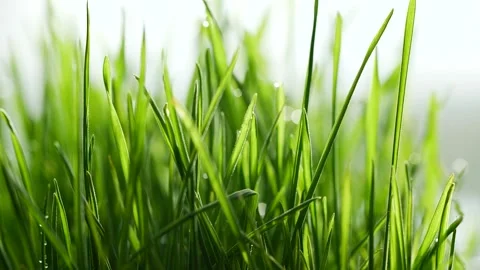 Slow motion of germinated sprouts of wheat, closeup green grass background Vídeo Stock 151570596