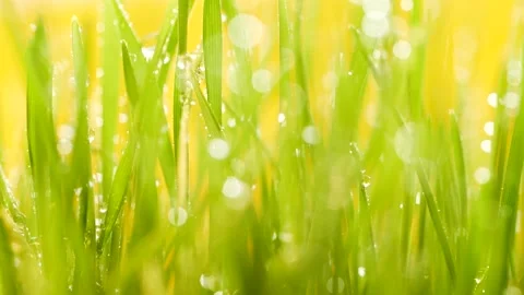 Slow motion of germinated sprouts of wheat, closeup green grass background Stock Footage 151877164