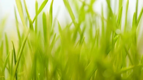Slow motion of germinated sprouts of wheat, closeup green grass background Stock Footage 152354494