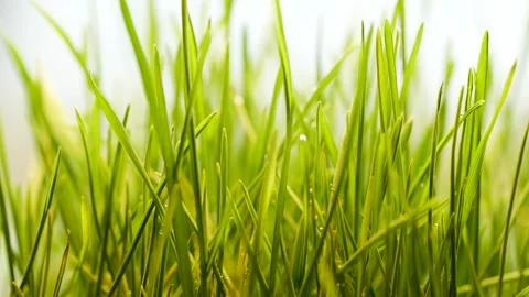 Slow motion of germinated sprouts of wheat, closeup green grass background Stock Footage 160139947