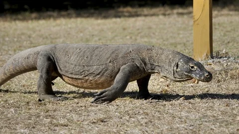 Slow Motion: Giant Komodo Dragon Walking | Stock Video | Pond5