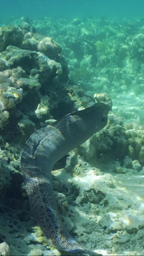 Slow motion, Giant moray eel swims over top of coral reef in sunshine Video stock 241564096
