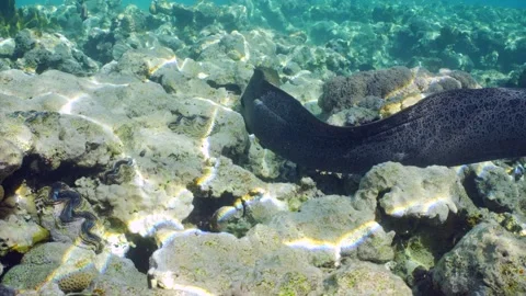Slow motion, Giant moray eel swims over top of coral reef in sunshine Video stock 276346769