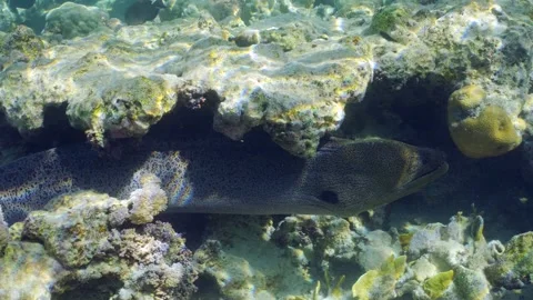 Slow motion, Giant moray eel swims over top of coral reef in sun light Video stock 281326127