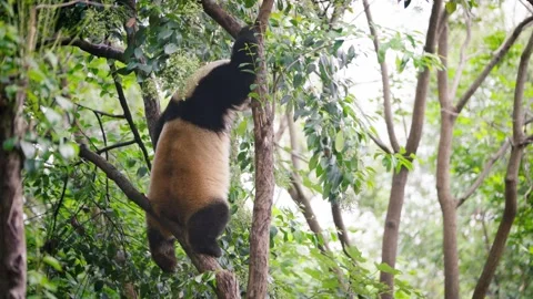 Slow motion of giant panda climbing down tree trunk in green forest Stock Footage 315137084