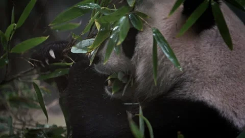 Slow motion of giant panda eating bamboo in dense forest habitat Stock Footage 315136920