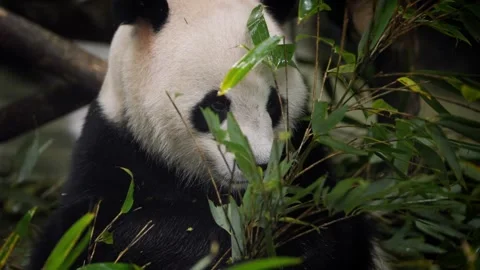 Slow motion of giant panda munching bamboo with leafy background Stock Footage 316167290
