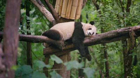 Slow motion of giant panda sleeping on wooden structure in forest Stock Footage 315137193