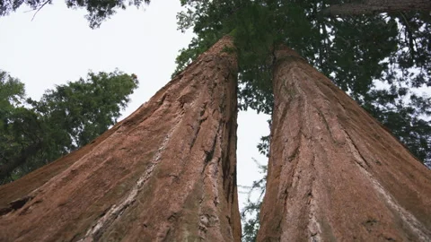Slow motion giant red Sequoia tree low angle view, Sequoia National park 6K USA Видео 182562538