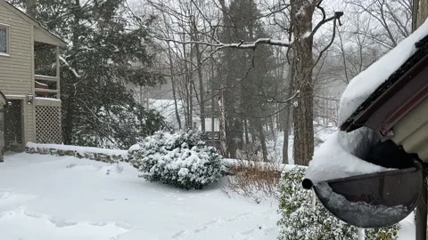 Slow Motion: Giant snowflakes fall gently over bushes &amp; trees in Rural snowstorm Stock Footage 146868198