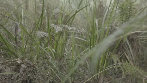 Slow motion gimbal shot through forest reeds UNGRADED Stock Footage 101764369