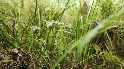 Slow motion gimbal shot through forest reeds Stock Footage 102807906