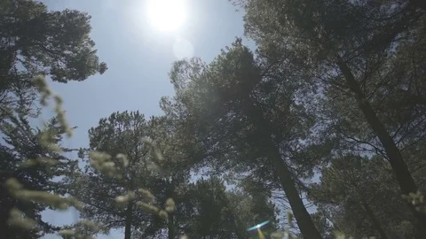 Slow motion gimbal shot under grass and trees looking up to the sky Stock Footage 71270776