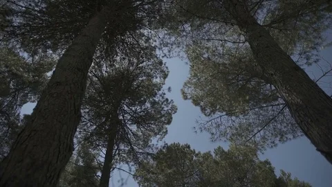 Slow motion gimbal shot under grass and trees looking up to the sky Stock Footage 71270861