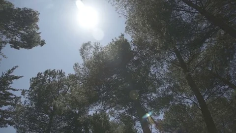 Slow motion gimbal shot under grass and trees looking up to the sky Stock Footage 71270974