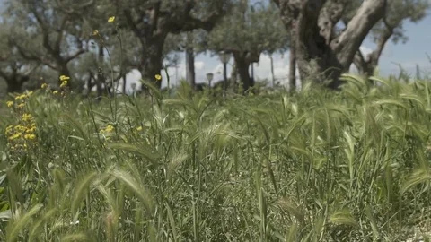 Slow motion gimbal shot under grass and trees looking up to the sky Stock Footage 71271570