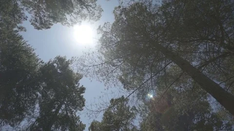 Slow motion gimbal shot under grass and trees looking up to the sky Stock Footage 71271659