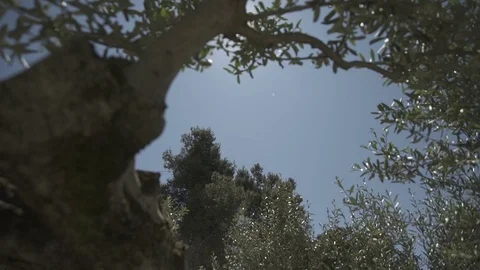 Slow motion gimbal shot under grass and trees looking up to the sky Stock Footage 71273424