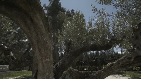 Slow motion gimbal shot under grass and trees looking up to the sky Stock Footage 71273429