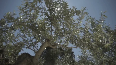 Slow motion gimbal shot under grass and trees looking up to the sky Stock Footage 71273578