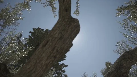 Slow motion gimbal shot under grass and trees looking up to the sky Stock Footage 71273637