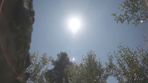 Slow motion gimbal shot under grass and trees looking up to the sky Stock Footage 71273690