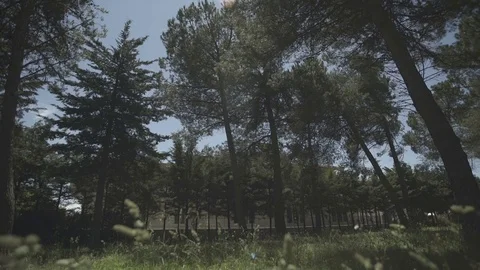 Slow motion gimbal shot under grass and trees looking up to the sky Stock Footage 71274207
