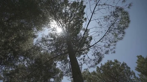 Slow motion gimbal shot under trees looking up to the sky Stock Footage 71274291
