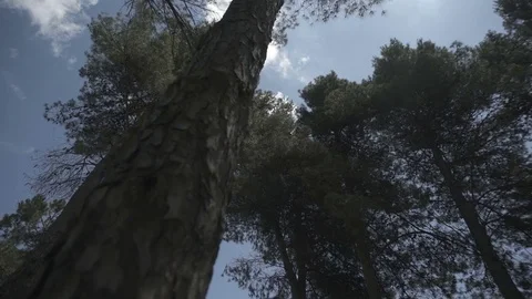 Slow motion gimbal shot under trees looking up to the sky Stock Footage 71274933