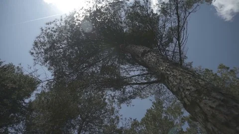 Slow motion gimbal shot under trees looking up to the sky Stock Footage 71275475