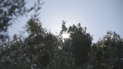 Slow motion gimbal shot under grass and trees looking up to the sky Stock Footage 71288714