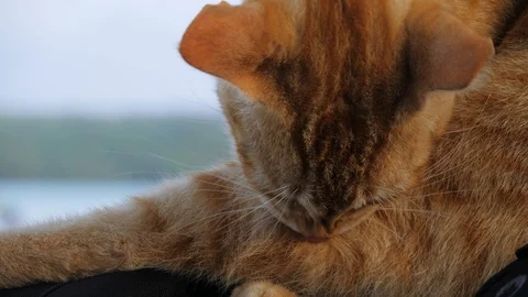 Slow motion ginger cat bites leg then grooms it Stock Footage 107892580