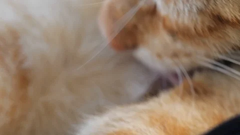 Slow motion ginger cat licks leg fur Stock Footage 107892513