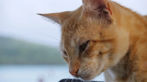 Slow motion ginger cat relaxed then grooms itself Stock Footage 107892502