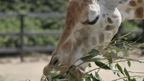 Slow Motion - Giraffe eating Stock Footage 81305272