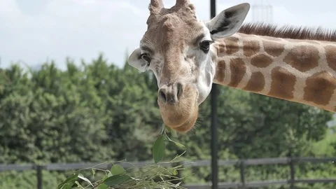 Slow Motion - Giraffe eating Stock Footage 81311323