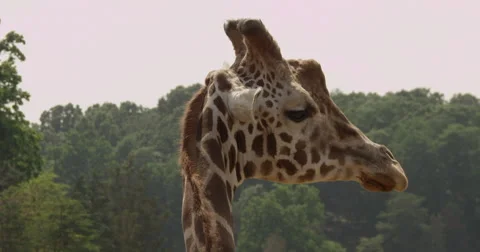 Slow Motion Giraffe Stock Footage 50981272