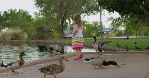 Slow Motion Girl Surrounded by Ducks at the Park Stock Footage 61523680