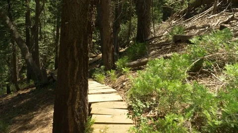 Slow motion glide cam shot moving down a narrow wooden ramp in the woods. 動画素材 77972906