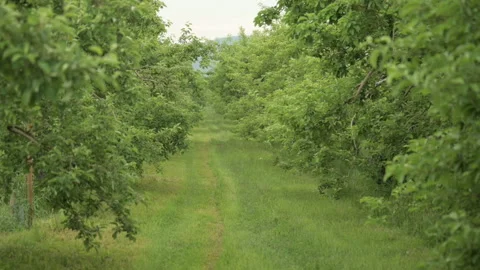 Slow motion Glide Through Green Apple Orchid Stock Footage 246337550